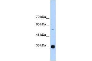 Western Blotting (WB) image for anti-Heterogeneous Nuclear Ribonucleoprotein A/B (HNRNPAB) antibody (ABIN2462311) (HNRNPAB antibody)