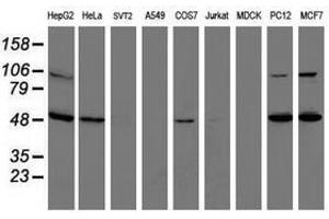 Image no. 3 for anti-Integrin alpha FG-GAP Repeat Containing 2 (ITFG2) antibody (ABIN1498914) (ITFG2 antibody)