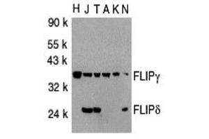Western Blotting (WB) image for anti-CASP8 and FADD-Like Apoptosis Regulator (CFLAR) (C-Term) antibody (ABIN1030399)
