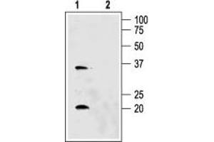 Western blot analysis of rat kidney membranes: - 1. (AQP6 antibody  (C-Term, Intracellular))