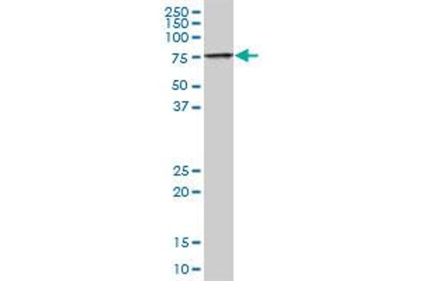 TIGD1 antibody  (AA 1-591)
