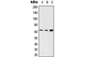 Western blot analysis of LNK expression in HEK293T (A), Raw264. (SH2B3 antibody  (Center))