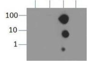 Dot Blot of Rabbit Histone H3 [Trimethyl Lys9] Antibody. (Histone 3 antibody  (H3K9me3))