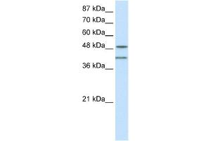 WB Suggested Anti-RAE1 Antibody Titration:  0. (RAE1 antibody  (C-Term))