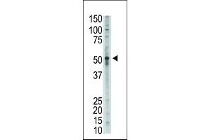 GDF2 antibody  (N-Term)