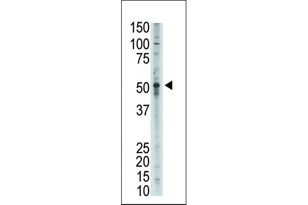 GDF2 antibody  (N-Term)