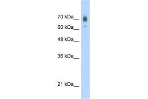 Western Blotting (WB) image for anti-Kinesin Family Member 22 (KIF22) antibody (ABIN2460841) (KIF22 antibody)