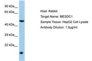 Image no. 1 for anti-Mesoderm Development Candidate 1 (MESDC1) (AA 21-70) antibody (ABIN6750213)