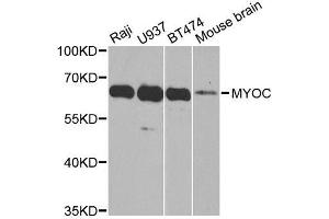 Western blot analysis of extracts of various cell lines, using MYOC antibody. (MYOC antibody  (AA 245-504))