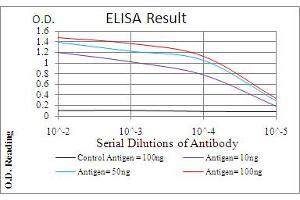 Fig. (Calretinin antibody  (AA 1-271))