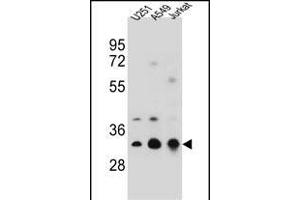 T Antibody (N-term) (ABIN656684 and ABIN2845922) western blot analysis in ,A549,Jurkat cell line lysates (35 μg/lane). (Tropomyosin 4 antibody  (N-Term))