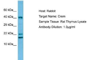 WB Suggested Anti-Crem Antibody   Titration: 1. (CREM antibody  (C-Term))