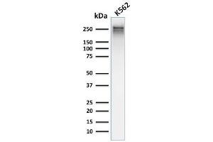 Western Blot Analysis of human K562 cell lysate using Spectrin alpha 1 Mouse Recombinant Monoclonal Antibody (rSPTA1/1832). (Recombinant SPTA1 antibody  (AA 356-475))