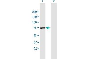 Western Blot analysis of RARS expression in transfected 293T cell line by RARS MaxPab polyclonal antibody.