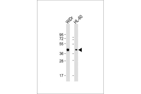 TFB2M antibody  (C-Term)