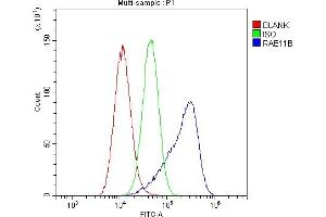 Flow Cytometry analysis of A549 cells using anti-RAB11B antibody (ABIN6719364). (RAB11B antibody)