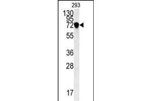 C4orf31 Antibody (N-term) (ABIN651996 and ABIN2840488) western blot analysis in 293 cell line lysates (35 μg/lane). (NDNF antibody  (AA 80-109))