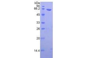 SDS-PAGE (SDS) image for Wingless-Type MMTV Integration Site Family, Member 5A (WNT5A) (AA 62-380) (Active) protein (GST tag) (ABIN6239871) (WNT5A Protein (AA 62-380) (GST tag))