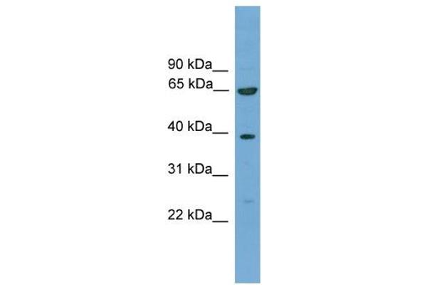 KLHL20 antibody  (C-Term)