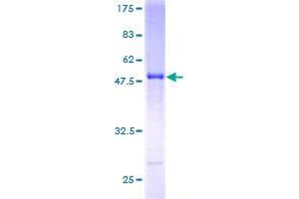 SNX10 Protein (AA 1-201) (GST tag)