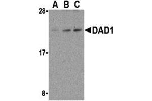 Western Blotting (WB) image for anti-Defender Against Cell Death 1 (DAD1) (C-Term) antibody (ABIN1030353) (DAD1 antibody  (C-Term))