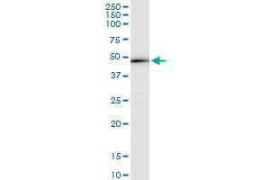 Immunoprecipitation of RCC1 transfected lysate using anti-RCC1 MaxPab rabbit polyclonal antibody and Protein A Magnetic Bead , and immunoblotted with RCC1 purified MaxPab mouse polyclonal antibody (B01P) . (RCC1 antibody  (AA 1-421))