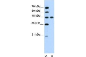 Western Blotting (WB) image for anti-HSPB (Heat Shock 27kDa) Associated Protein 1 (HSPBAP1) antibody (ABIN2461932) (HSPBAP1 antibody)