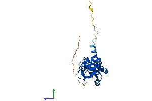 AlphaFold protein structure predicition of Mouse Recombinant Mrto4 Protein, UniprotID Q9D0I8 (C1orf33 Protein (AA 1-239) (His tag))