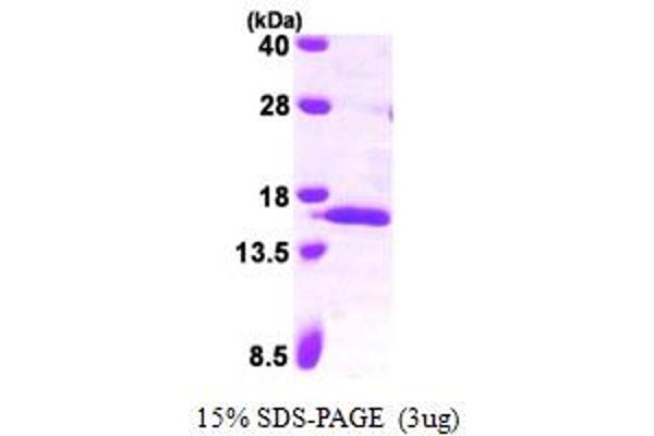 SAA4 Protein (AA 21-130) (His tag)