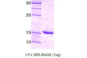 SDS-PAGE (SDS) image for Ubiquitin-Conjugating Enzyme E2I (UBE2I) protein (ABIN666677) (UBE2I Protein)