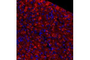 Immunofluorescence of paraffin embedded mouse pancreas using pnliprp1 (ABIN7074981) at dilution of 1:700 (400x lens) (PNLIPRP1 antibody)