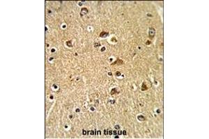 Formalin-fixed and paraffin-embedded human brain tissue reacted with PDIA6 Antibody (Center ), which was peroxidase-conjugated to the secondary antibody, followed by DAB staining. (PDIA6 antibody  (AA 236-264))