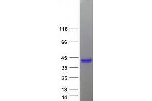 Western Blotting (WB) image for Kallikrein 6 (KLK6) (Transcript Variant B) protein (Myc-DYKDDDDK Tag) (ABIN2724326)