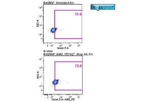 Image was kindly submitted by a researcher at Duke University Medical Center. (AIM2 antibody  (AA 255-354))