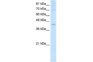 NXF5 antibody used at 2.