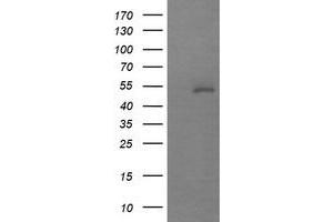 Image no. 1 for anti-Mdm4-binding Protein (MDM4) antibody (ABIN1499353) (MDM4-binding Protein antibody)