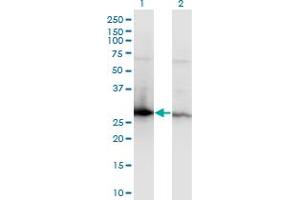 Western Blot analysis of YWHAZ expression in transfected 293T cell line by YWHAZ monoclonal antibody (M04), clone 1B3. (14-3-3 zeta antibody  (AA 51-150))