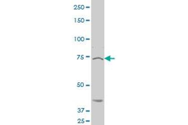 KAL1 antibody  (AA 548-657)