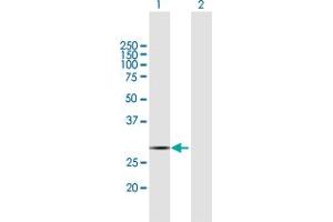 Western Blot analysis of COX11 expression in transfected 293T cell line by COX11 MaxPab polyclonal antibody.