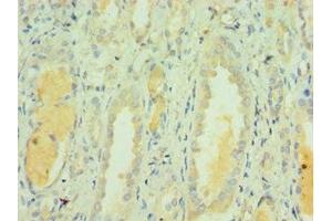 Immunohistochemistry of paraffin-embedded human kidney tissue using ABIN7171841 at dilution of 1:100 (CLEC3B antibody  (AA 22-202))