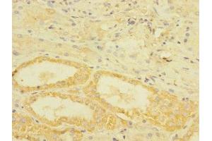 Immunohistochemistry of paraffin-embedded human kidney tissue using ABIN7172811 at dilution of 1:100 (TGFBR3 antibody  (AA 140-340))