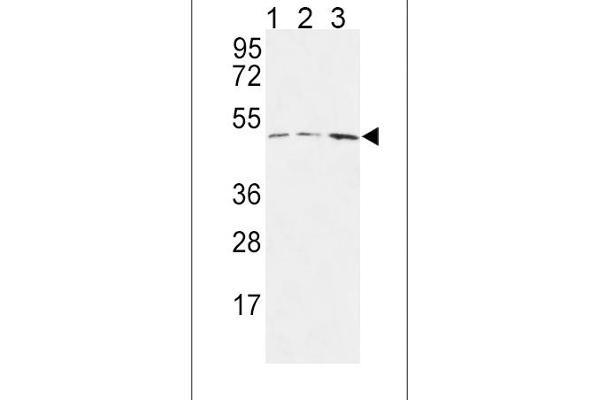HAPLN1 anticorps  (N-Term)