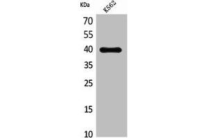 Western Blot analysis of K562 cells using CXCR-3 Polyclonal Antibody (CXCR3 antibody  (Internal Region))