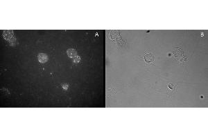 ABIN184677 staining of CD25-sorted (Treg) Human blood cells gathered by cytospin and detected by FITC (A) and in phase contrast (B).