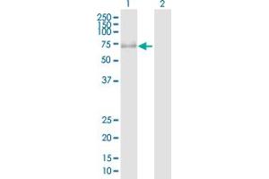 Western Blot analysis of PRKAG3 expression in transfected 293T cell line by PRKAG3 MaxPab polyclonal antibody. (PRKAG3 antibody  (AA 1-489))