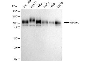 anti-ATG9 Autophagy Related 9 Homolog A (S. Cerevisiae) (ATG9A) antibody