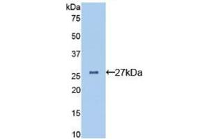 Western blot analysis of recombinant Mouse CLU. (Clusterin antibody  (AA 227-447))