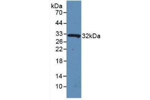 Figure. (IL4I1 antibody  (AA 1-245))
