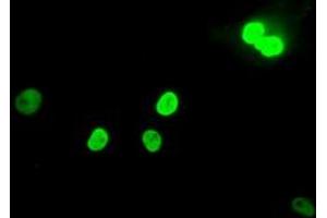 Image no. 2 for anti-MAD2 Mitotic Arrest Deficient-Like 1 (Yeast) (MAD2L1) antibody (ABIN1499249) (MAD2L1 antibody)