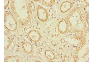 Immunohistochemistry of paraffin-embedded human kidney tissue using ABIN7162147 at dilution of 1:100 (OLFML2A antibody  (AA 1-300))